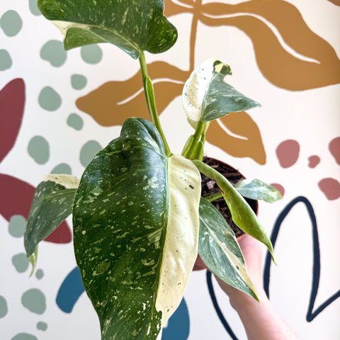 Philodendron ‘Jose Buono’ – Variegated Giant Leaf Philodendron - Sprouts of Bristol