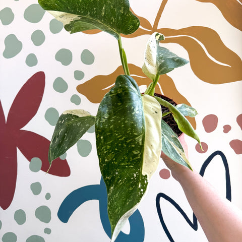 Philodendron ‘Jose Buono’ – Variegated Giant Leaf Philodendron - Sprouts of Bristol