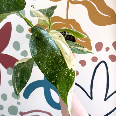 Philodendron ‘Jose Buono’ – Variegated Giant Leaf Philodendron - Sprouts of Bristol