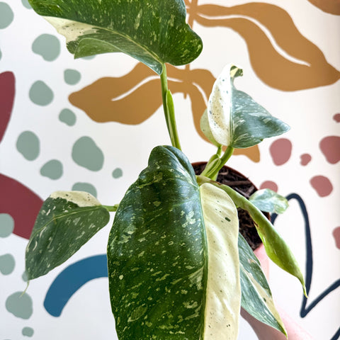 Philodendron ‘Jose Buono’ – Variegated Giant Leaf Philodendron - Sprouts of Bristol