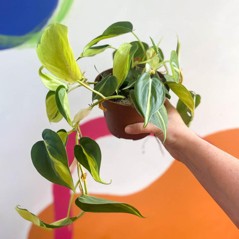 Philodendron scandens 'Brasil' - Sprouts of Bristol
