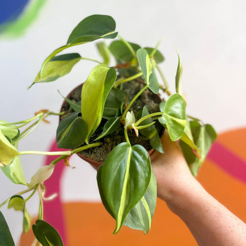 Philodendron scandens 'Brasil' - Sprouts of Bristol
