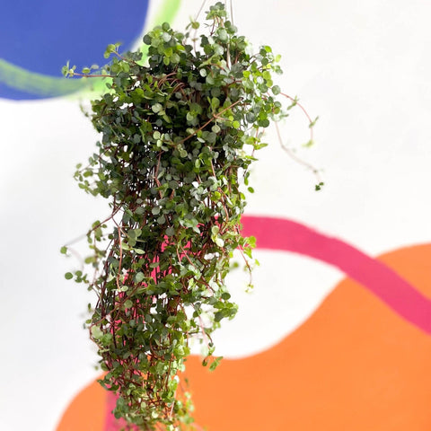 Pilea glaucophylla 'Greyzy' - Silver Sparkle Plant - Sprouts of Bristol