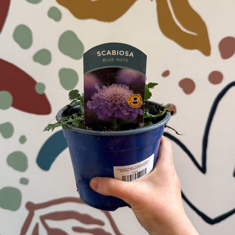 Pincushion Flower - Scabiosa columbaria 'Blue Note' - British Grown Perennial - Sprouts of Bristol