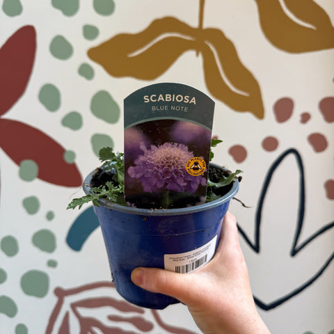 Pincushion Flower - Scabiosa columbaria 'Blue Note' - British Grown Perennial - Sprouts of Bristol