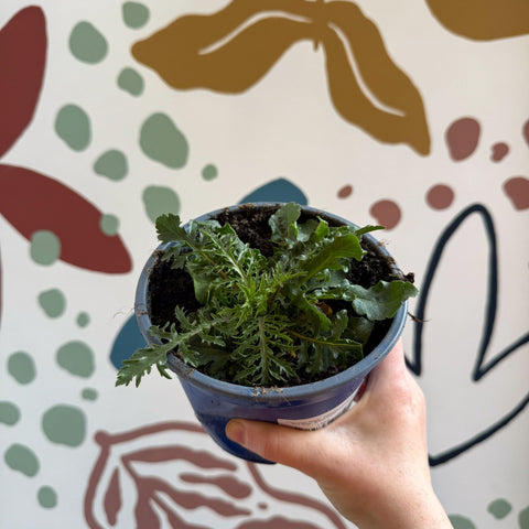 Pincushion Flower - Scabiosa columbaria 'Blue Note' - British Grown Perennial - Sprouts of Bristol
