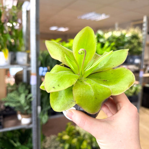 Pinguicula ‘Weser’ – Butterwort - Sprouts of Bristol