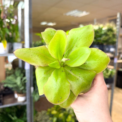Pinguicula ‘Weser’ – Butterwort - Sprouts of Bristol