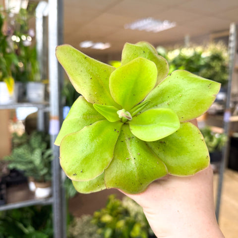 Pinguicula ‘Weser’ – Butterwort - Sprouts of Bristol