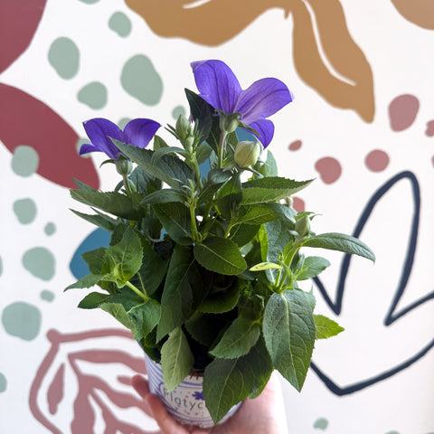 Platycodon grandiflorus 'Astra Blue' - Balloon Flower - Sprouts of Bristol