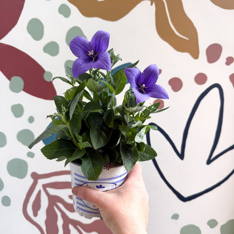 Platycodon grandiflorus 'Astra Blue' - Balloon Flower - Sprouts of Bristol