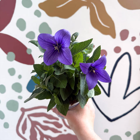 Platycodon grandiflorus 'Astra Blue' - Balloon Flower - Sprouts of Bristol