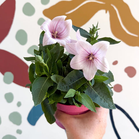 Platycodon grandiflorus 'Astra Pink' - Balloon Flower - Sprouts of Bristol