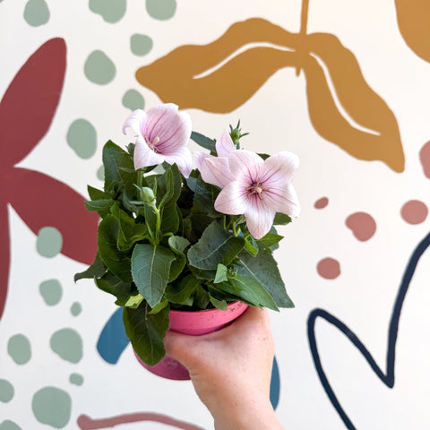 Platycodon grandiflorus 'Astra Pink' - Balloon Flower - Sprouts of Bristol