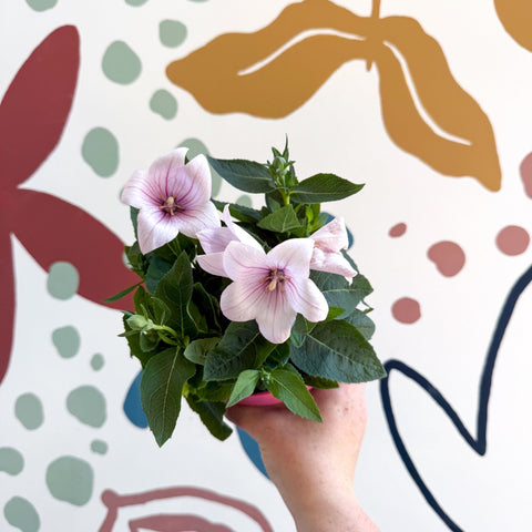 Platycodon grandiflorus 'Astra Pink' - Balloon Flower - Sprouts of Bristol