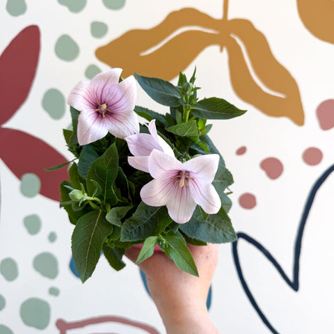 Platycodon grandiflorus 'Astra Pink' - Balloon Flower - Sprouts of Bristol