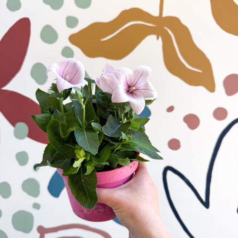 Platycodon grandiflorus 'Astra Pink' - Balloon Flower - Sprouts of Bristol