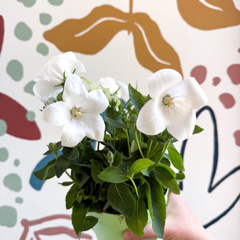 Platycodon grandiflorus 'Astra White' - Balloon Flower - Sprouts of Bristol