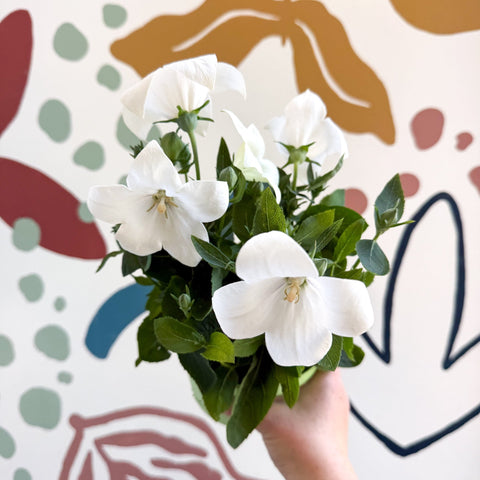 Platycodon grandiflorus 'Astra White' - Balloon Flower - Sprouts of Bristol
