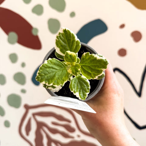 Plectranthus 'Variegated' - British Grown - Sprouts of Bristol