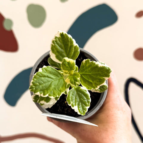 Plectranthus 'Variegated' - British Grown - Sprouts of Bristol