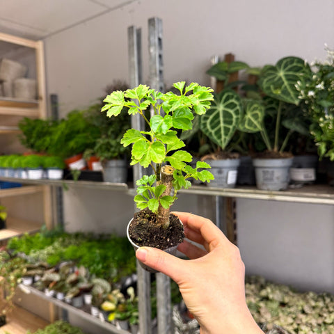 Polyscias fruticosa 'Elegans' - Parsley Aralia - Sprouts of Bristol
