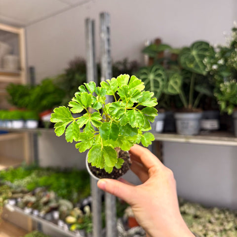 Polyscias fruticosa 'Elegans' - Parsley Aralia - Sprouts of Bristol