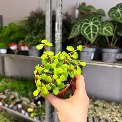 Portulacaria afra ‘Lemon’ – Lemon Elephant Bush - Sprouts of Bristol
