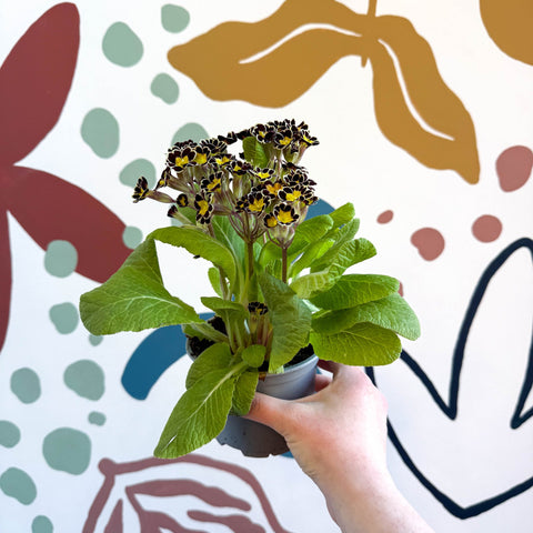 Primula × polyantha 'Gold Laced' - Gold - Laced Primrose - Sprouts of Bristol