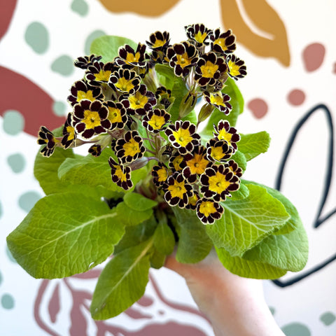 Primula × polyantha 'Gold Laced' - Gold - Laced Primrose - Sprouts of Bristol