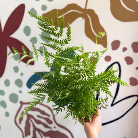 Pteris straminea – Silver Brake Fern - Sprouts of Bristol