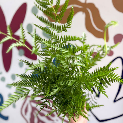 Pteris straminea – Silver Brake Fern - Sprouts of Bristol