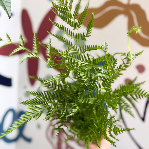 Pteris straminea – Silver Brake Fern - Sprouts of Bristol