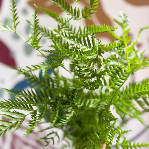 Pteris straminea – Silver Brake Fern - Sprouts of Bristol