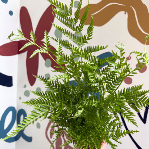 Pteris straminea – Silver Brake Fern - Sprouts of Bristol
