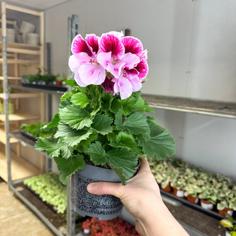 Regal Pelargonium ‘Bella Donna’ – Blush & Hot Pink - Sprouts of Bristol