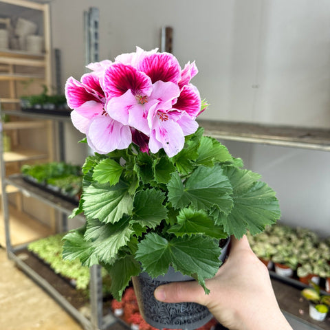 Regal Pelargonium ‘Bella Donna’ – Blush & Hot Pink - Sprouts of Bristol