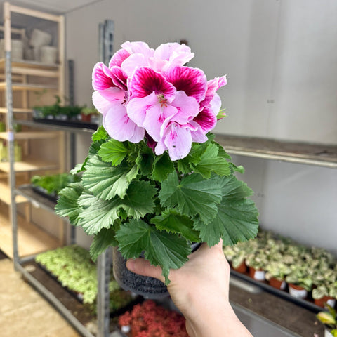 Regal Pelargonium ‘Bella Donna’ – Blush & Hot Pink - Sprouts of Bristol