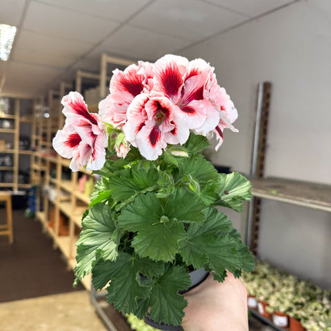 Regal Pelargonium ‘Bella Donna’ – White & Coral Flame - Sprouts of Bristol