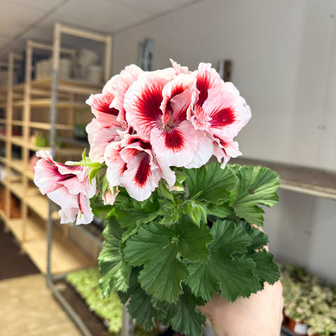 Regal Pelargonium ‘Bella Donna’ – White & Coral Flame - Sprouts of Bristol