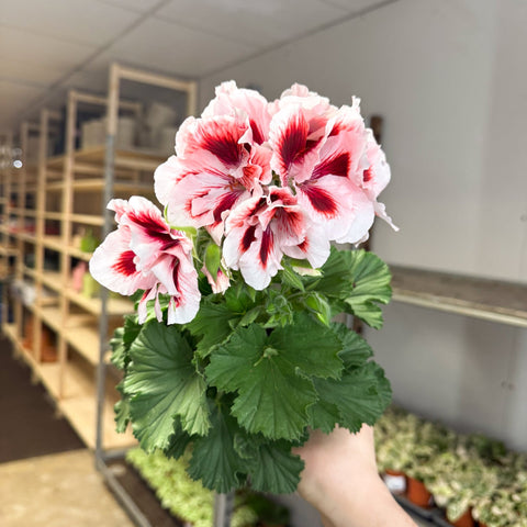 Regal Pelargonium ‘Bella Donna’ – White & Coral Flame - Sprouts of Bristol
