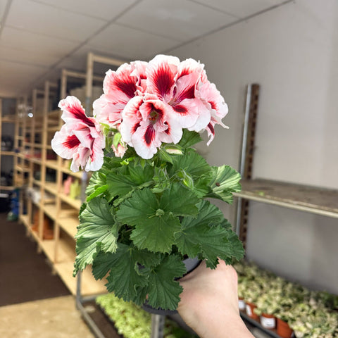Regal Pelargonium ‘Bella Donna’ – White & Coral Flame - Sprouts of Bristol