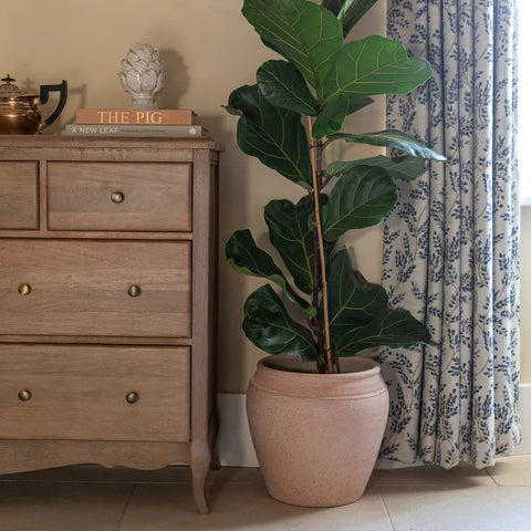 Rhea Terracotta Planter - Sprouts of Bristol