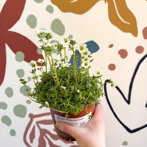 Rockfoils - Saxifraga x arendsii 'Marto White' - UK Evergreen Perennial Alpine - Sprouts of Bristol