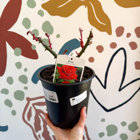 Rosa - Red Hybrid Tea Rose - Sprouts of Bristol