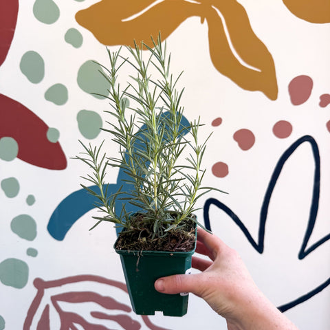 Rosmarinus officinalis 'Miss Jessopp's Upright' - Rosemary - Cotswolds Grown Culinary Herbs - Sprouts of Bristol