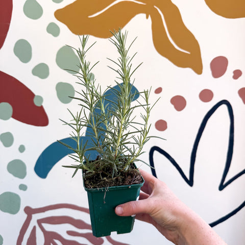 Rosmarinus officinalis 'Miss Jessopp's Upright' - Rosemary - Cotswolds Grown Culinary Herbs - Sprouts of Bristol