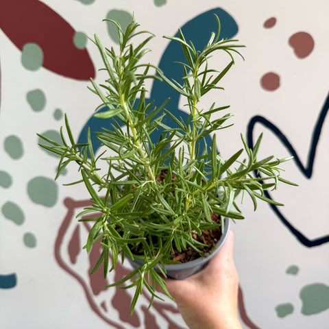 Rosmarinus officinalis - Rosemary - Sprouts of Bristol