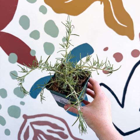Rosmarinus prostratus 'Boule' - Trailing Rosemary - Cotswolds Grown Culinary Herbs - Sprouts of Bristol