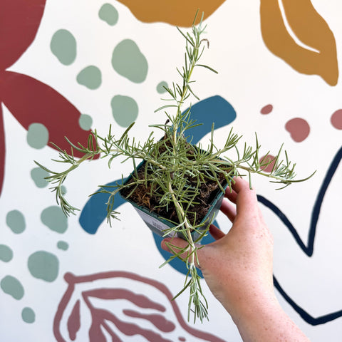 Rosmarinus prostratus 'Boule' - Trailing Rosemary - Cotswolds Grown Culinary Herbs - Sprouts of Bristol